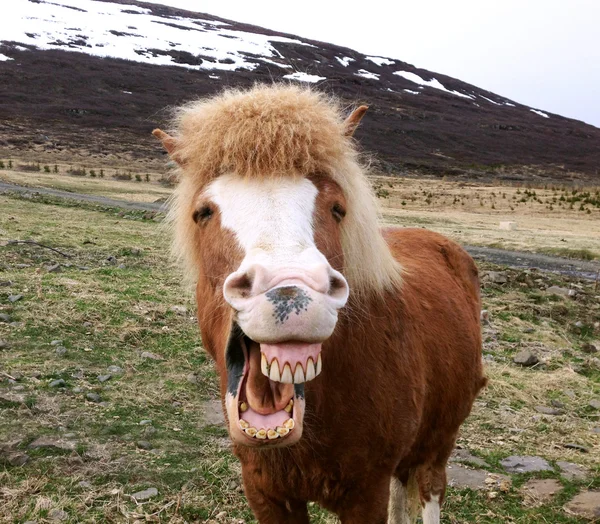 Cute konik